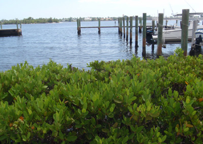 Flagler mangrove planter