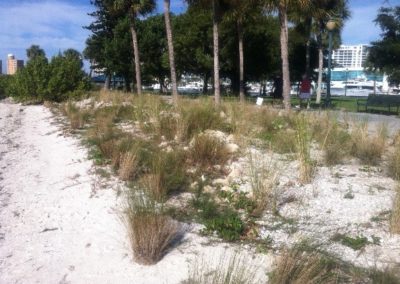 Plantings at Bayfront Park Living Shoreline, Sarasota, FL, Summer, 2013