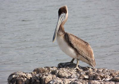 Pelican on Reef at Bayview Park