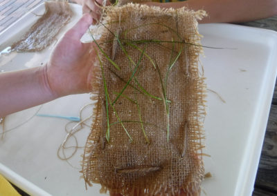 Driftwood Seagrass