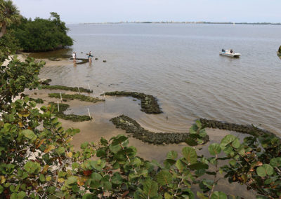Oyster reefs at Indian Riverside Park