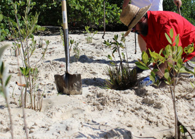 Mangrove and native shoreline plantings at IR Park