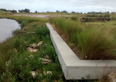 Redeemed seawall days after Hurricane Matthew, in October 2016, two years after planting.