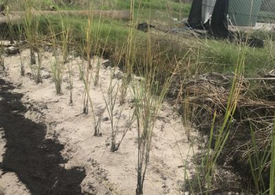 Spartina planted on scalloped beach neighboring seawall