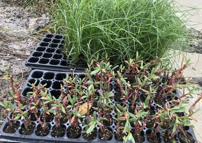 Knotgrass and Sesuvium ready to be planted