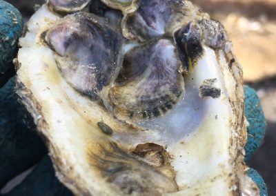 Live oysters for Geiger Point supplied by the Oyster Gardening project
