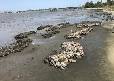 New oyster reefs installed in 2018 with Spartina alterniflora incorporated into the reefs.