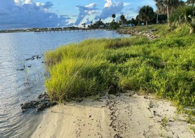 Spartina growth in 2021