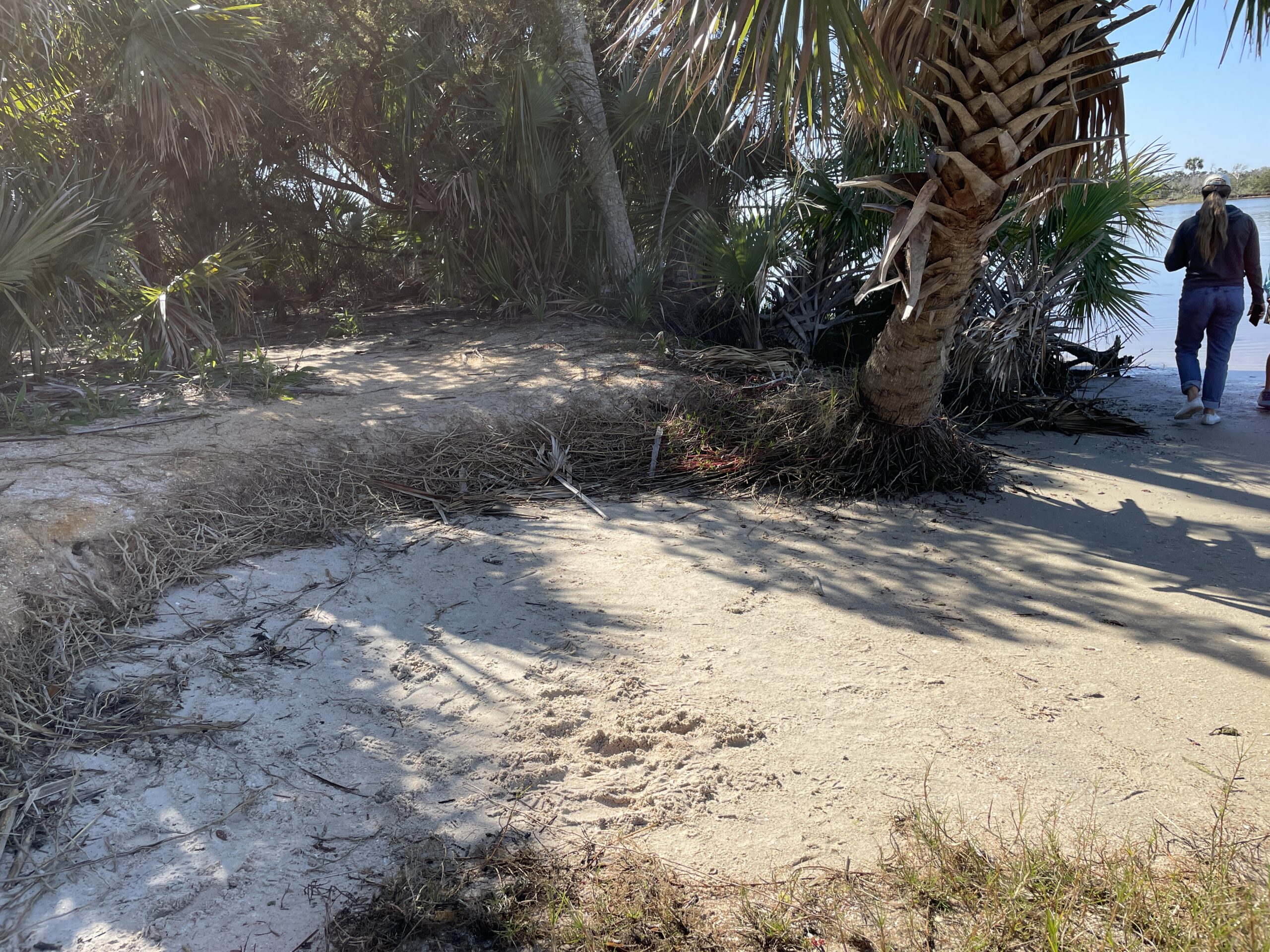 Moderate to severe erosion along a shoreline.