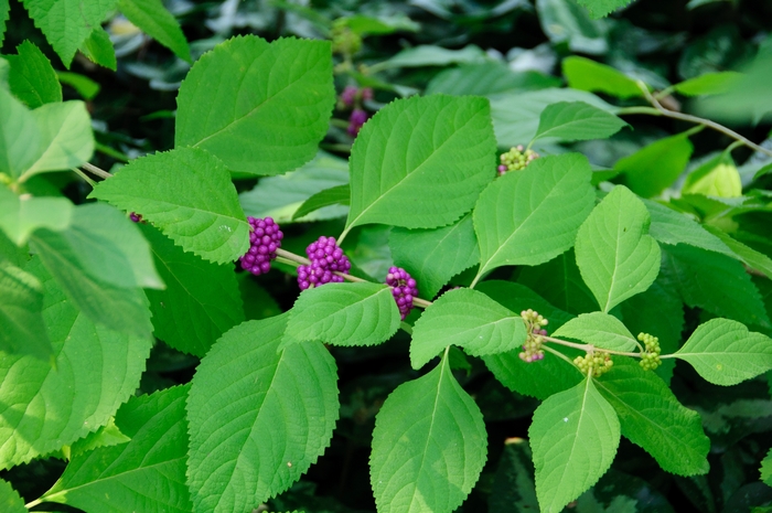 American beautyberry​: Callicarpa americana​ (Ancient Roots Native Nursery​)