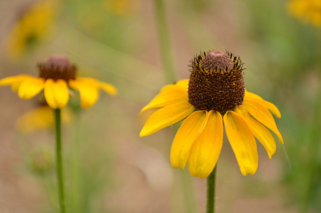 Black-eyed susan: Rudbeckia spp. (Florida Wildflower Foundation) Black-eyed susan: Rudbeckia spp. (Florida Wildflower Foundation)