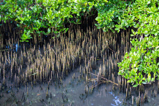 Black mangrove: Avicennia germinans (Adobe Stock) Black mangrove: Avicennia germinans (Adobe Stock)