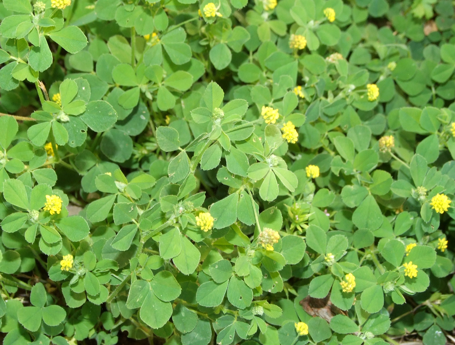 Black medick: Medicago lupulina (Francois Lebas) Black medick: Medicago lupulina (Francois Lebas)