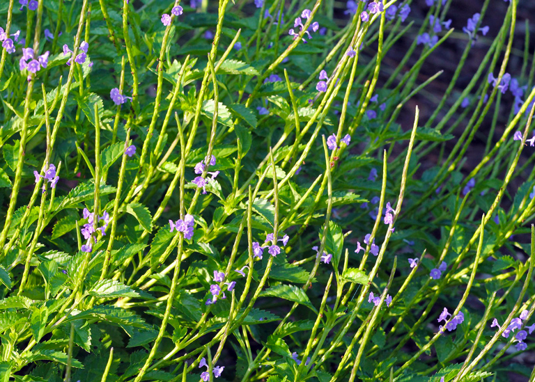 Blue porterweed​: Stachytarpheta jamaicensis​ (Florida Wildflower Foundation​)