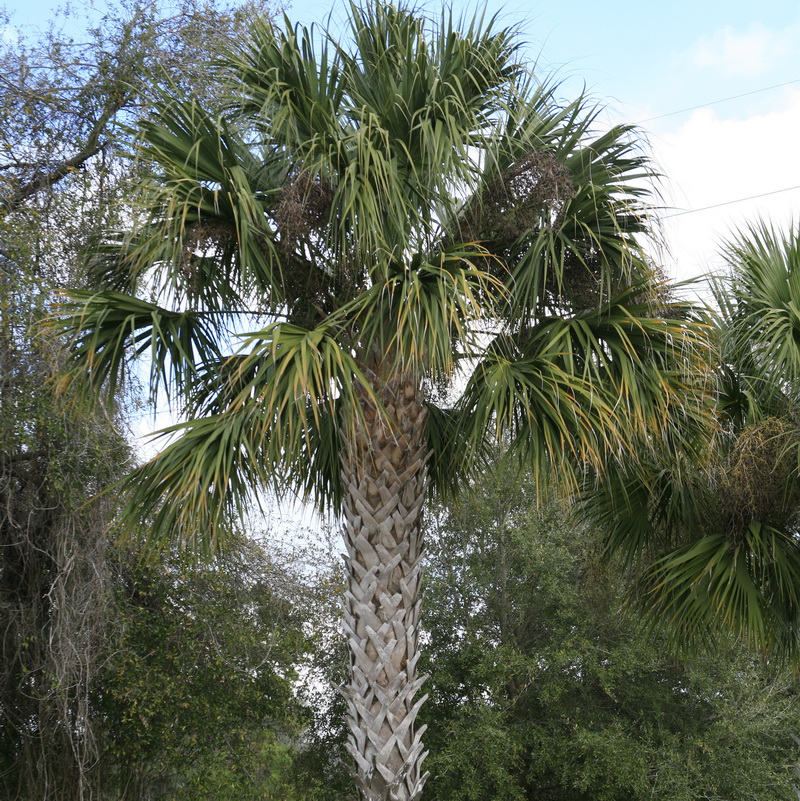 Cabbage palm​: Sabal palmetto​ (Florida Native Plant Society)
