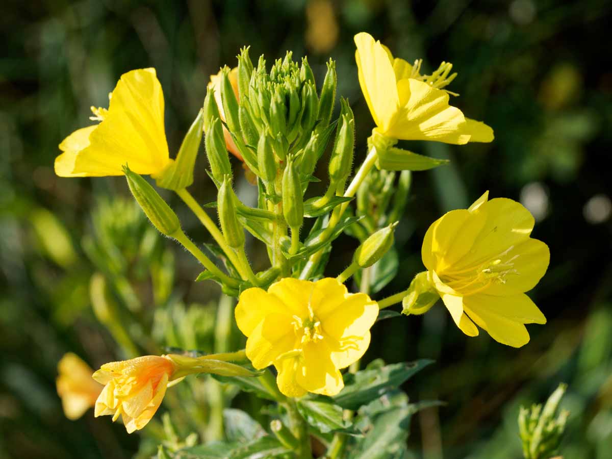 Common evening-primrose: Oenothera biennis (Western Carolina Botanical Club) Common evening-primrose: Oenothera biennis (Western Carolina Botanical Club)