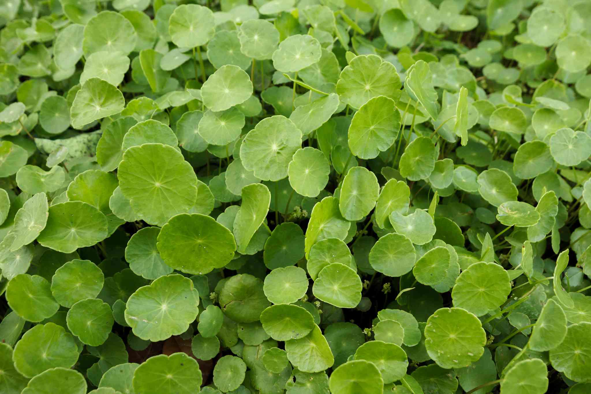 Dollarweed​: Hydrocotyle umbellata​ (The Spruce​)