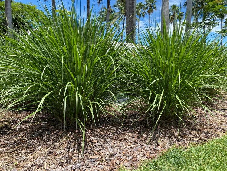 Fakahatchee grass: Tripsacum dactyloides (Eureka Farms) Fakahatchee grass: Tripsacum dactyloides (Eureka Farms)
