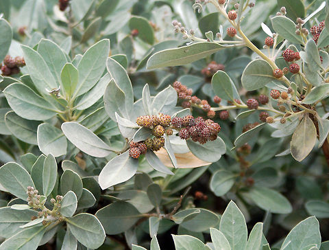 Green/silver buttonwood: Conocarpus erectus (Jungle Dragon) Green/silver buttonwood: Conocarpus erectus (Jungle Dragon)