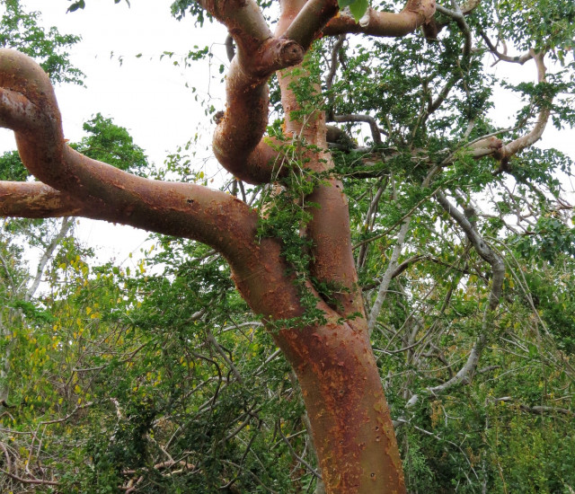 Gumbo limbo: Bursera simaruba (Budburst) Gumbo limbo: Bursera simaruba (Budburst)
