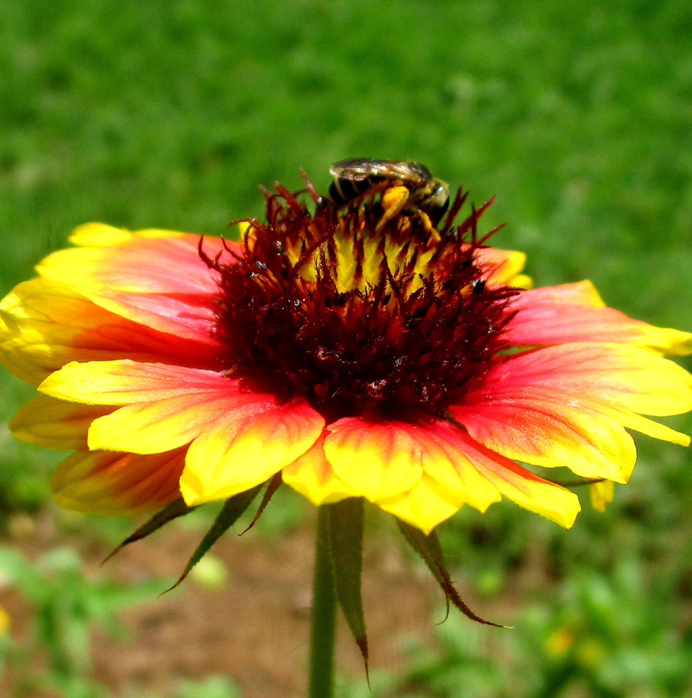 Indian blanket: Gaillardia pulchella (Florida Native Plant Society) Indian blanket: Gaillardia pulchella (Florida Native Plant Society)
