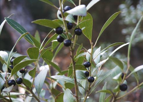 Inkberry: Ilex glabra​ (Pinelands Nursery​)