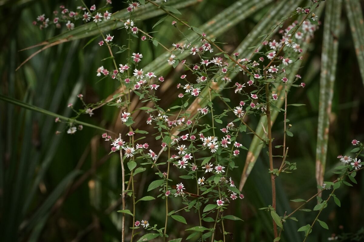Perennial saltmarsh aster​: Symphyotrichum tenuilfolium​ (Florida Wildflower Foundation​)