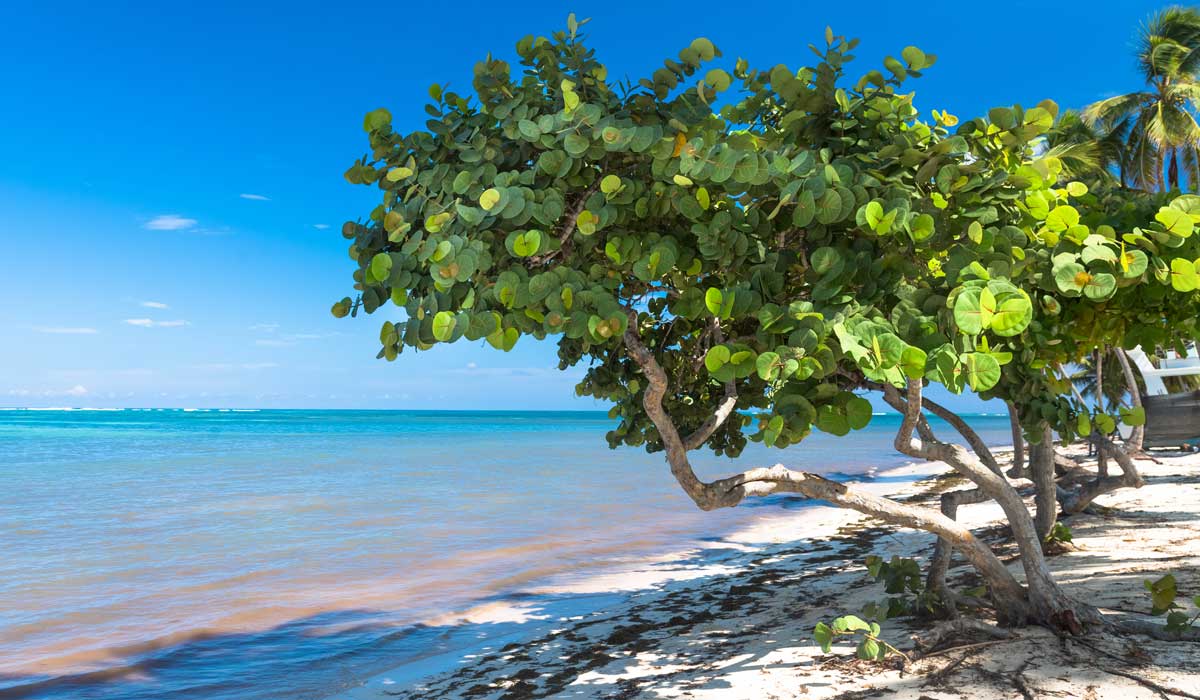 Seagrape​: Coccoloba uvifera​ (Delray Beach Historical Society)