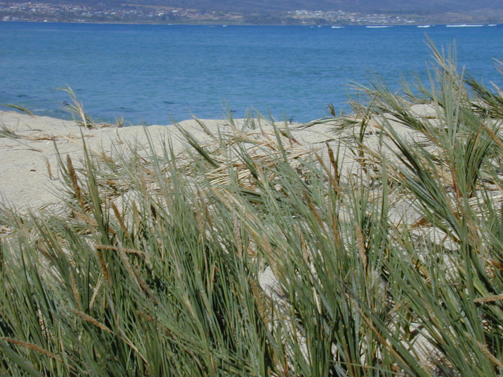Seashore dropseed: Sporobolus virginicus (Forest and Kim Starr) Seashore dropseed: Sporobolus virginicus (Forest and Kim Starr)