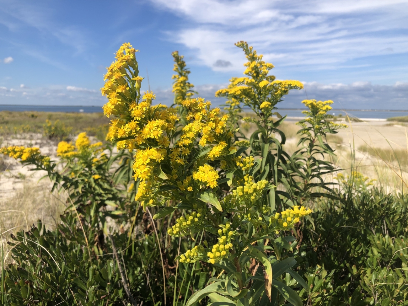Seaside goldenrod​: Solidago sempervirens​ (USFWS​)