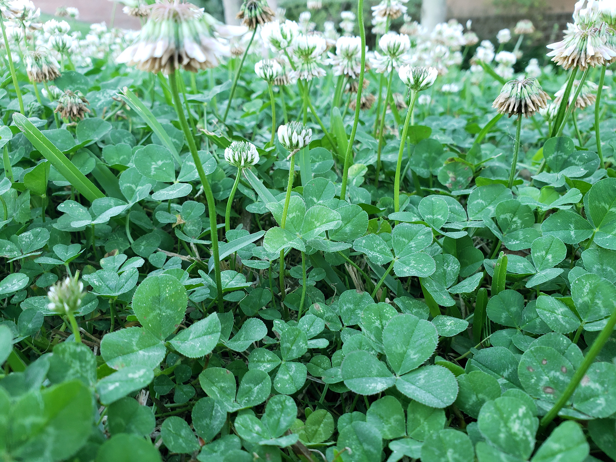 White clover: Trifolium repens​ (Florida Museum of Natural History​)