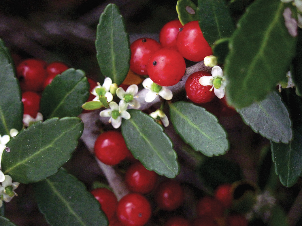 Yaupon holly​: Ilex vomitoria (Florida Wildflower Foundation)