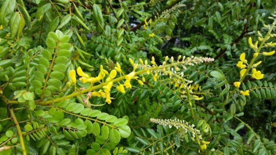 Yellow necklacepod: Sophora tomentosa var. truncata (Florida Nursery Mart) Yellow necklacepod: Sophora tomentosa var. truncata (Florida Nursery Mart)