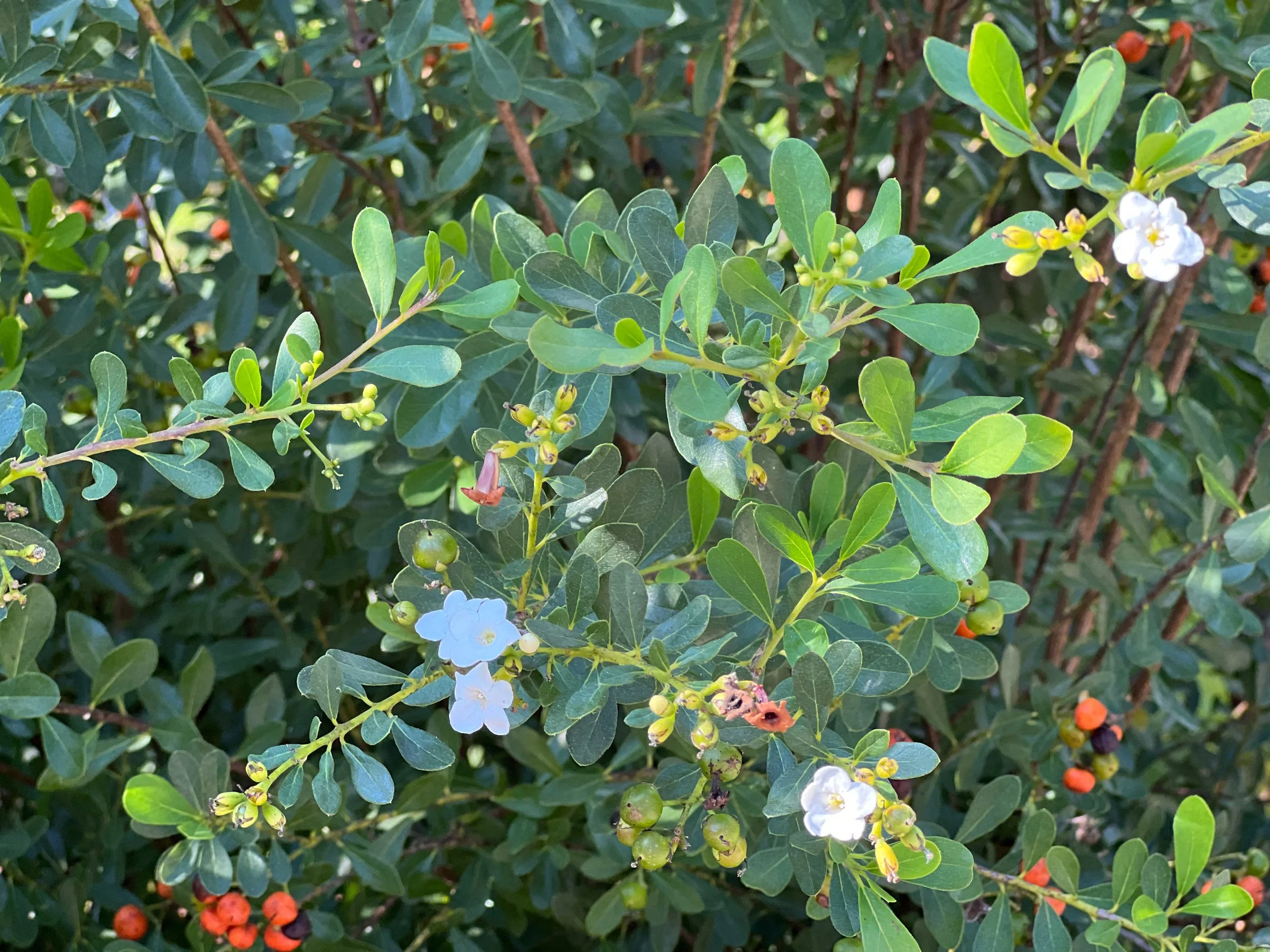 Christmasberry plant Christmasberry plant