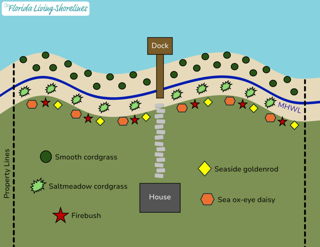 An aerial view of a planting plan that a contractor may create when designing a living shoreline project