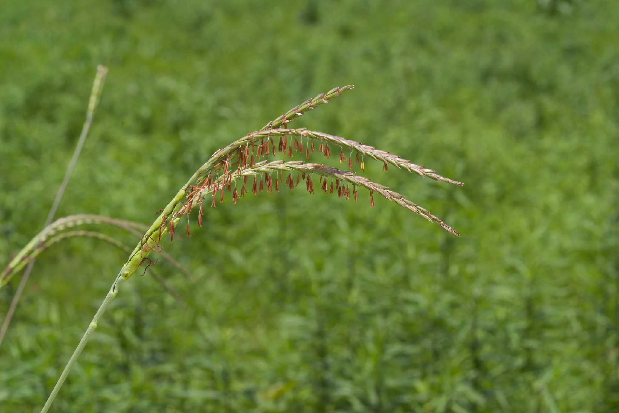 Fakahatchee grass plant Fakahatchee grass plant
