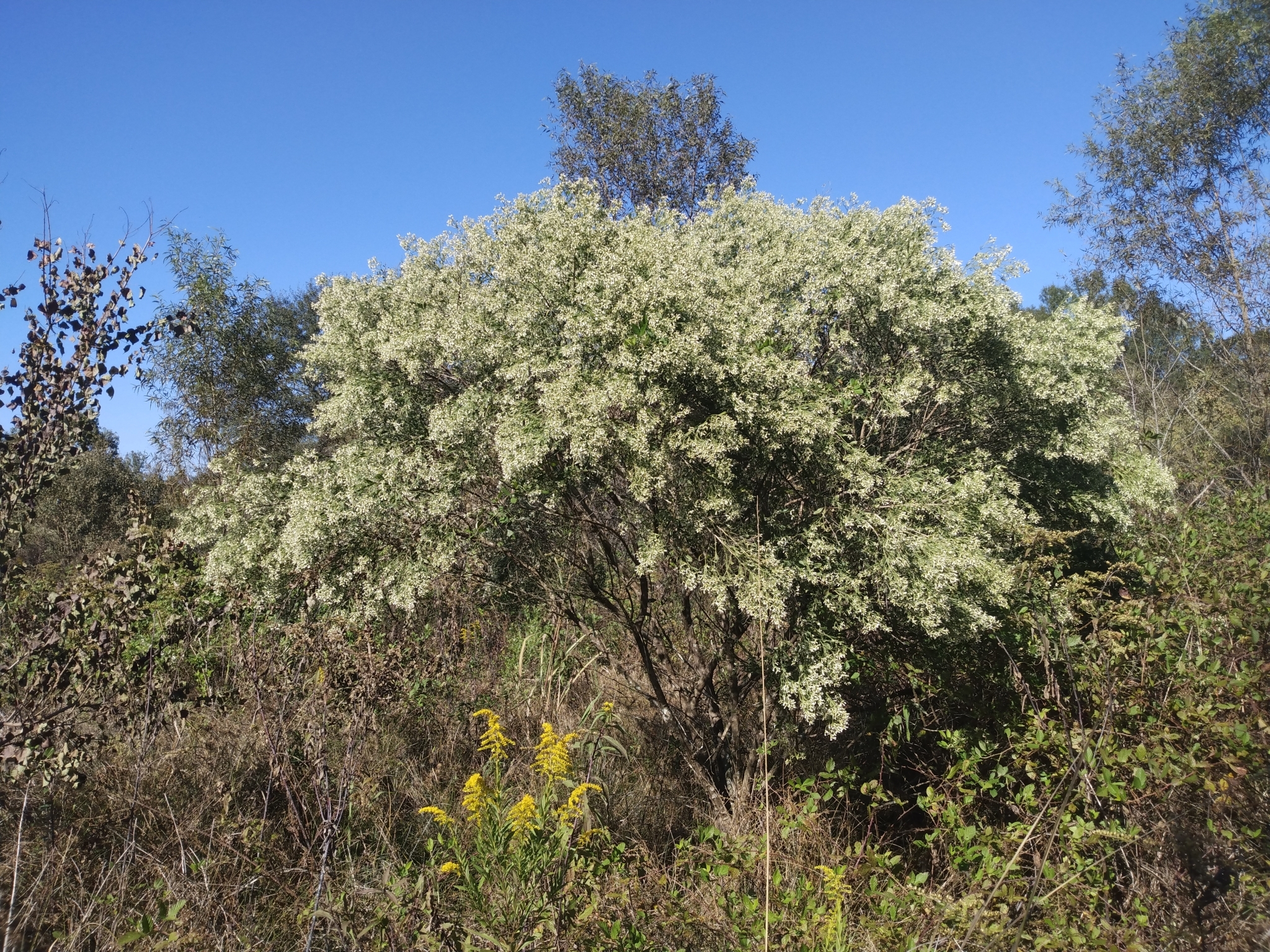 Groundsel bush plant Groundsel bush plant