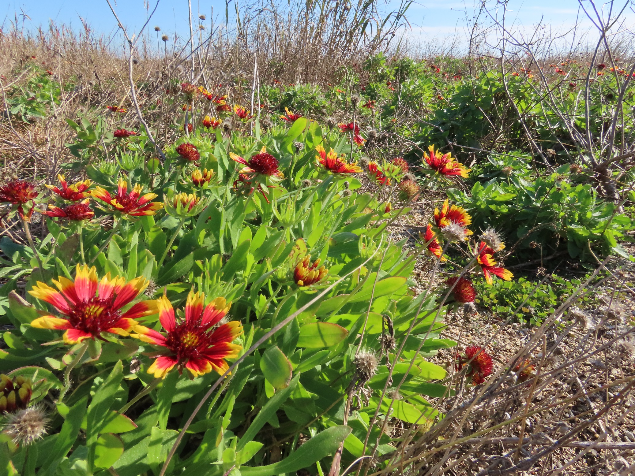Indian blanket plant Indian blanket plant