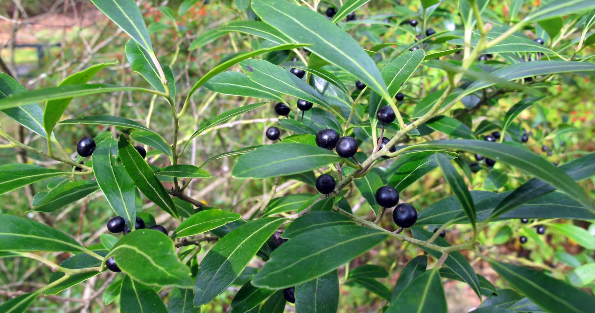 Inkberry plant Inkberry plant