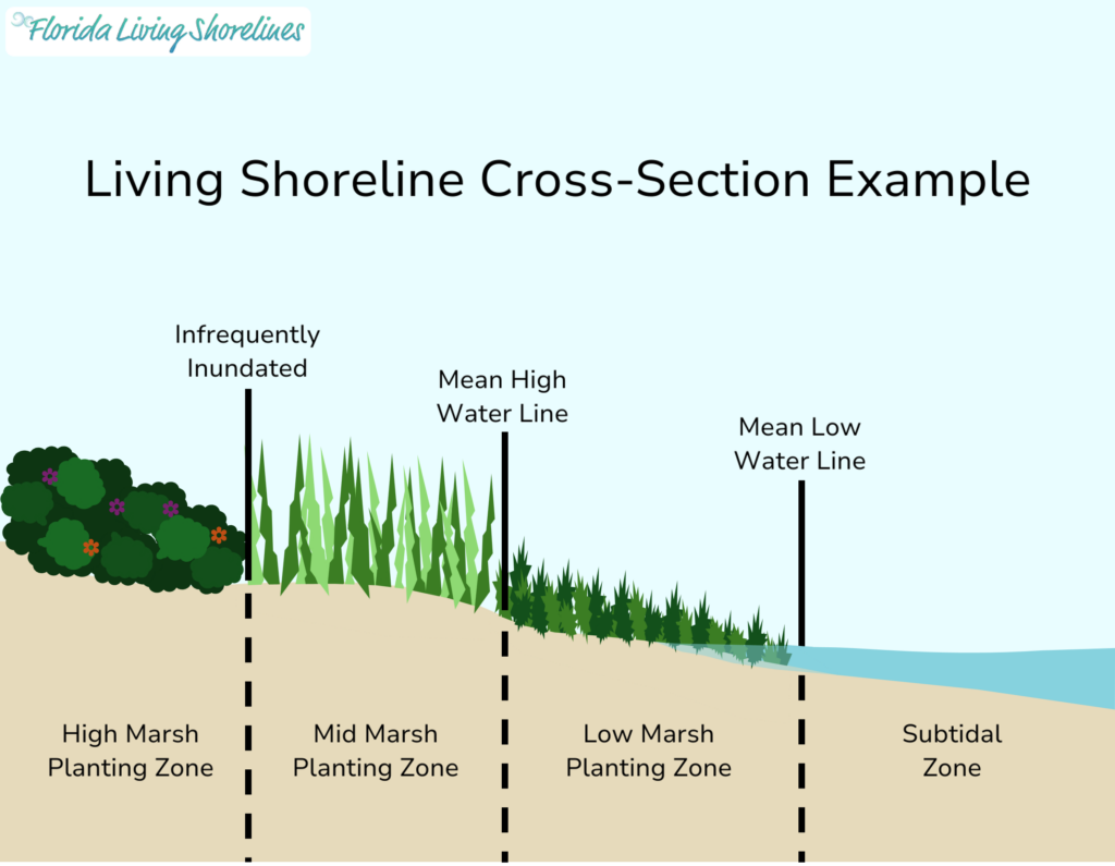A cross-section of a living shoreline showing the different marsh zones and the water levels associated with each