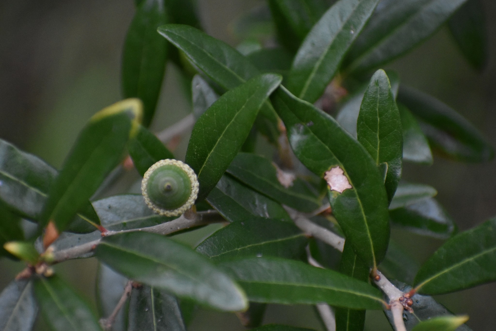 Live oak plant Live oak plant