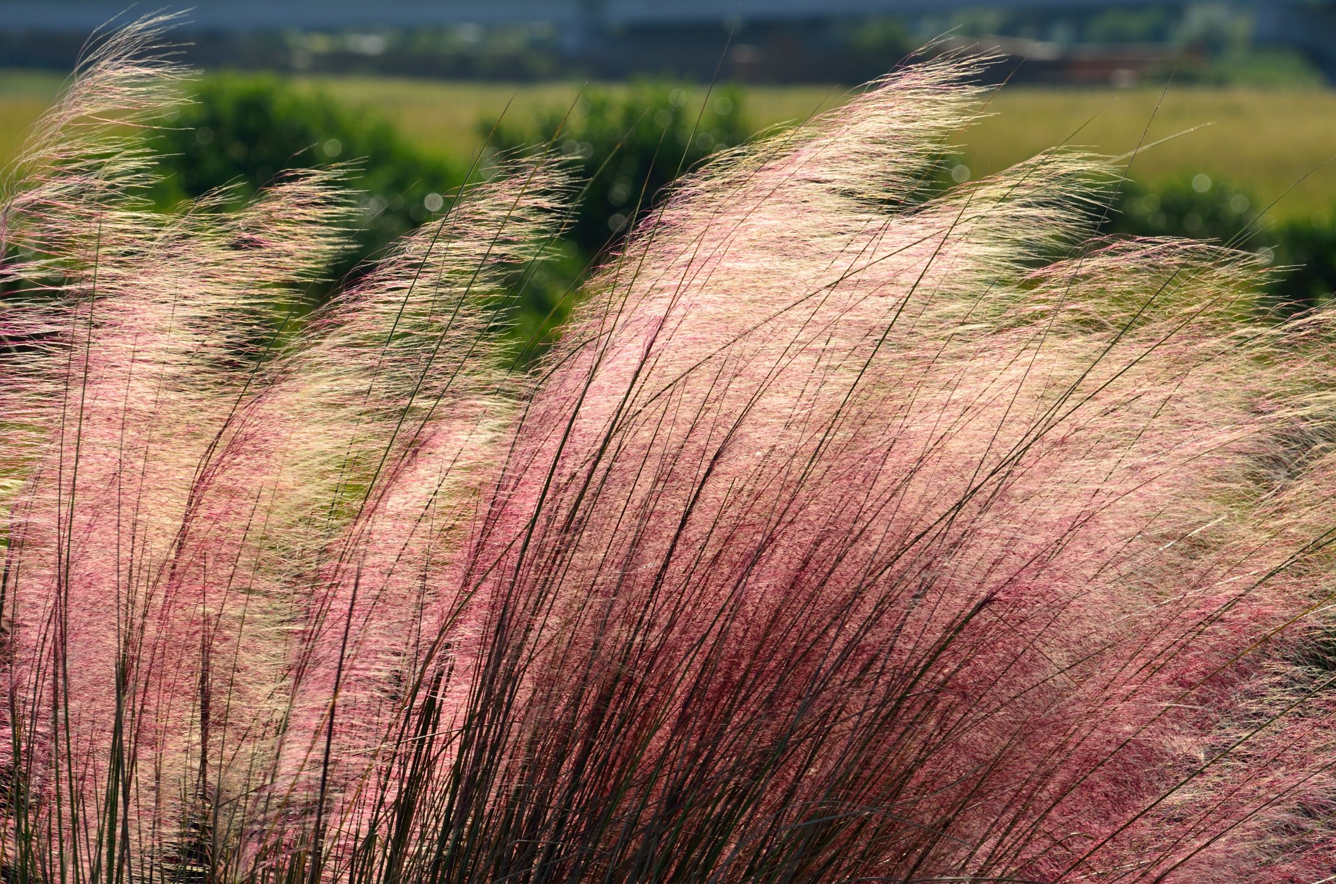 Muhly grass plant Muhly grass plant