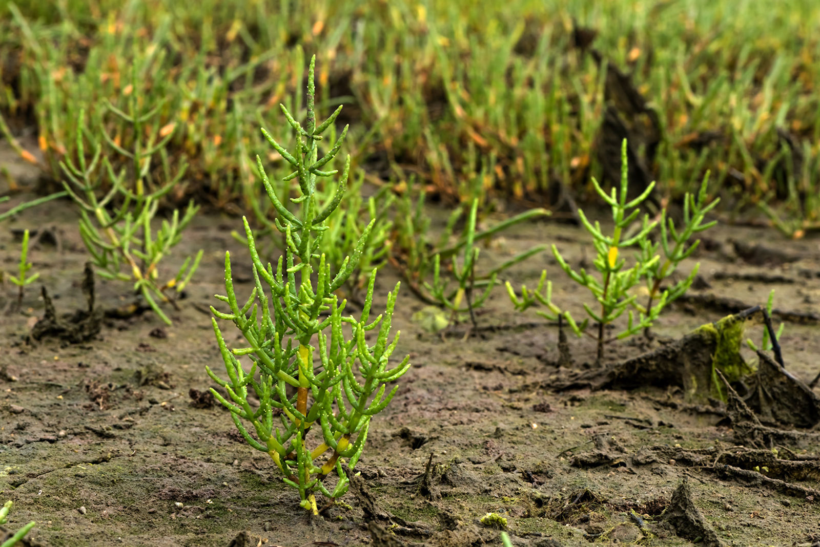 Perennial glasswort plant Perennial glasswort plant