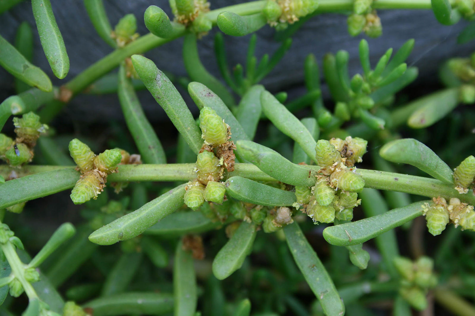 Saltwort plant Saltwort plant