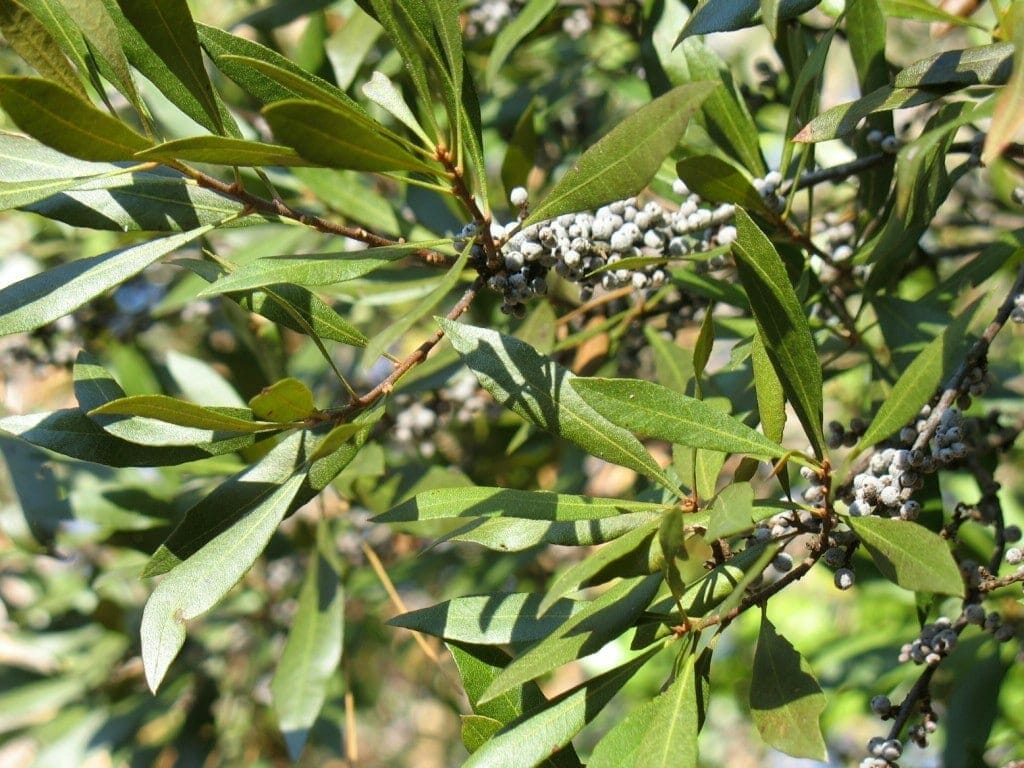 Southern wax myrtle plant Southern wax myrtle plant