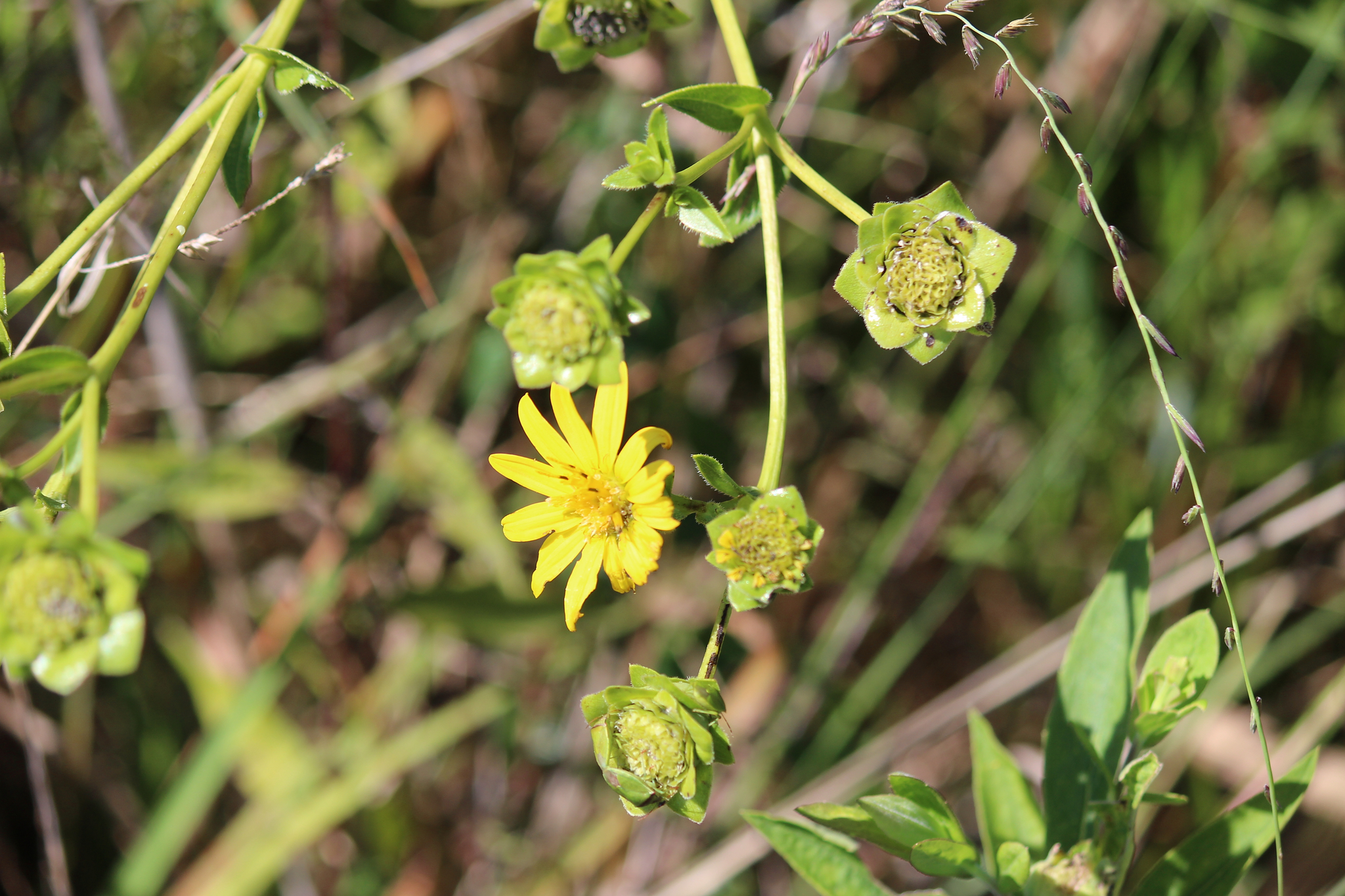 Starry rosinweed plant Starry rosinweed plant
