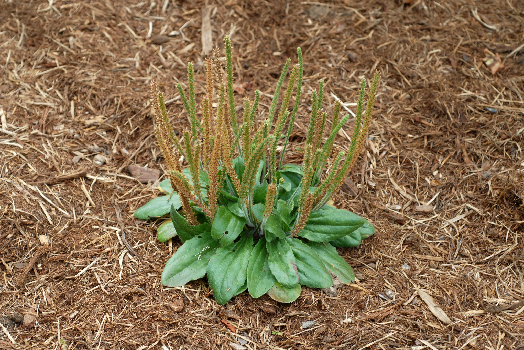 Virginia plantain plant Virginia plantain plant