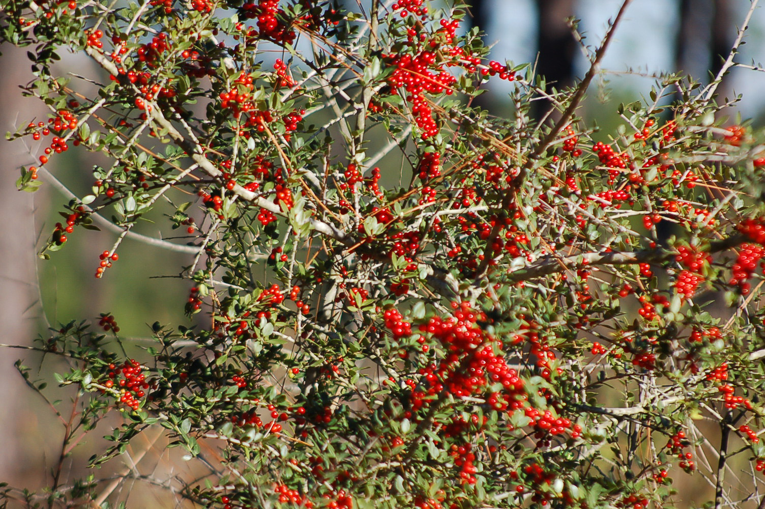 Yaupon holly plant Yaupon holly plant
