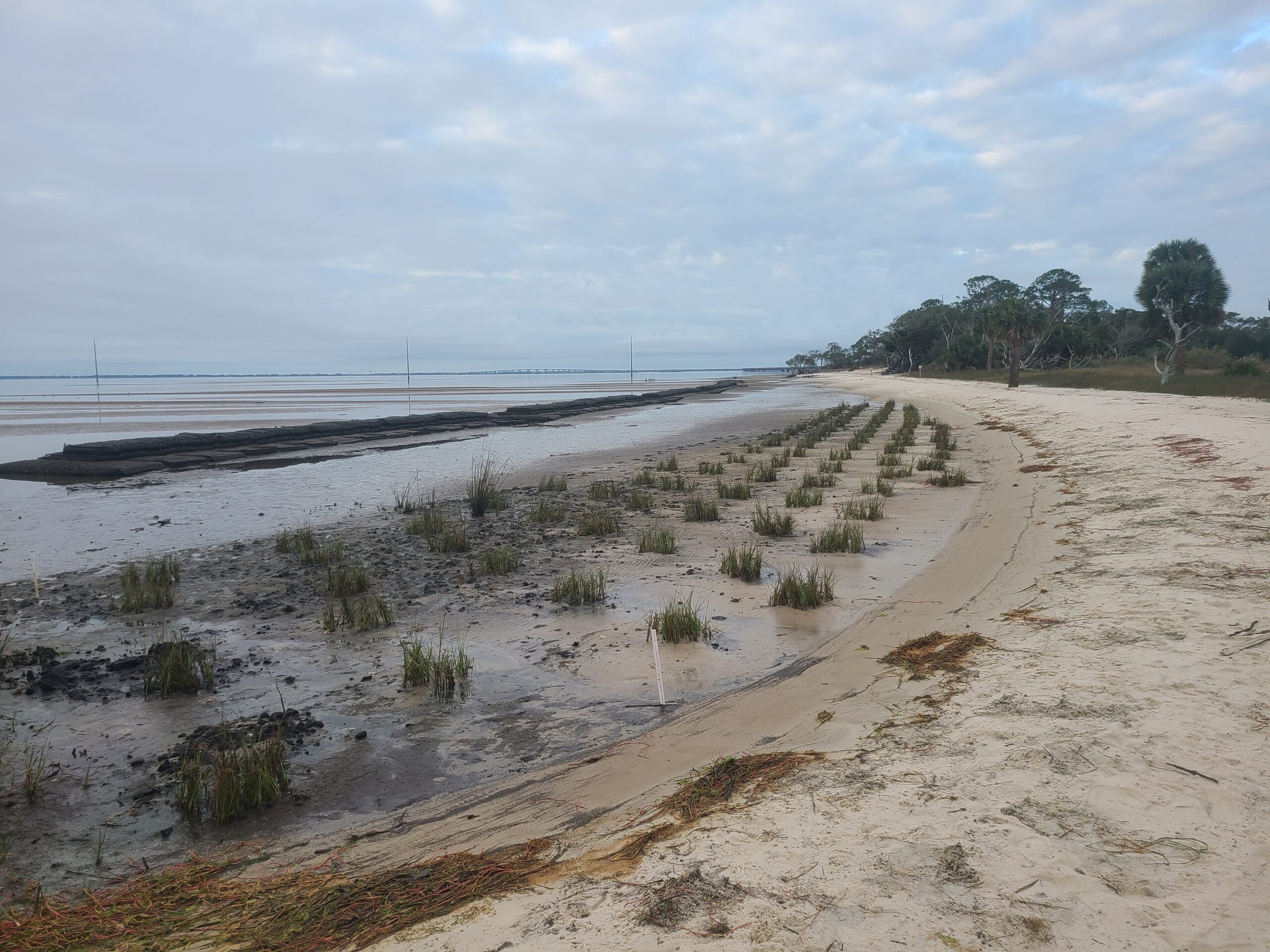 Cat Point living shoreline in February 2021